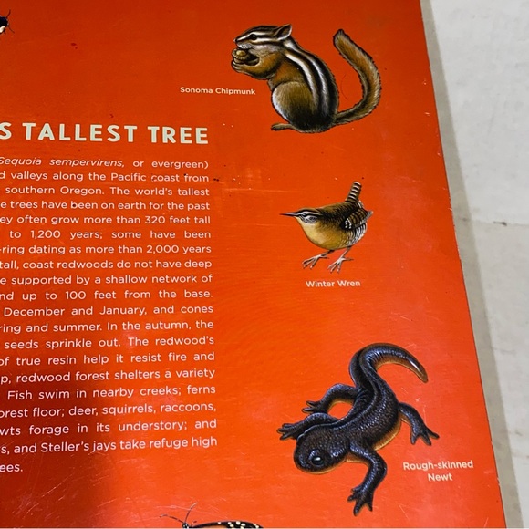 2004 Golden Gate National Parks Conservancy Tallest Tree 6 Foot Growth Chart - Picture 13 of 16